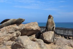 05-Cape Cross seal